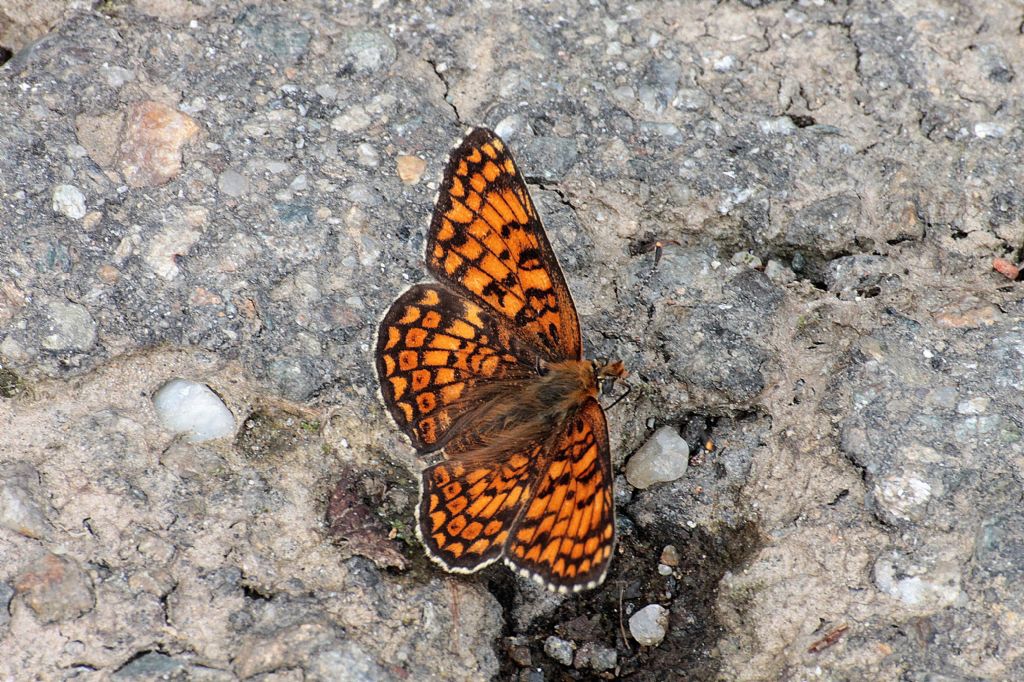 Melitaea cinxia e phoebe